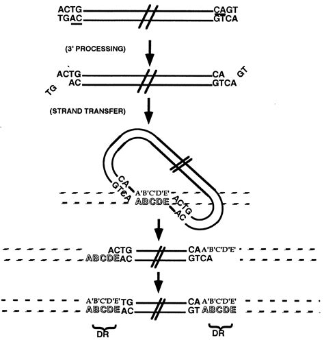 fefab|Integrase C